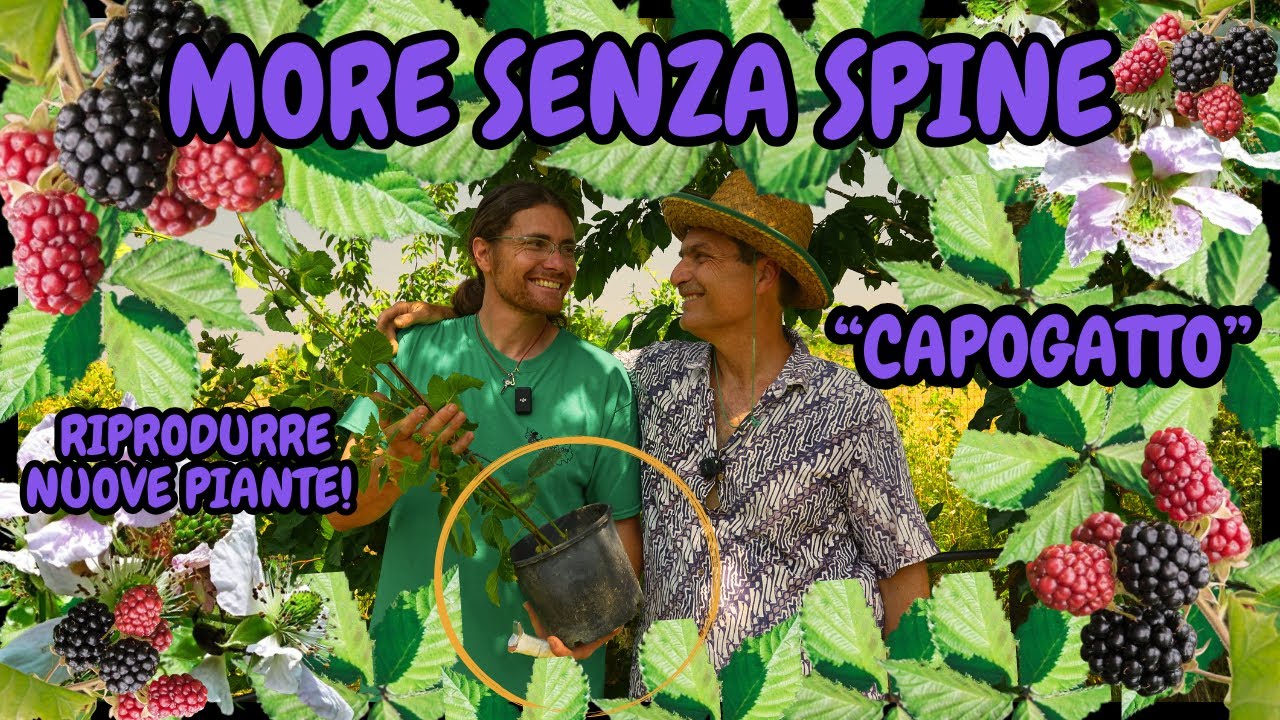 Come PROPAGARE FACILMENTE le MORE e i LAMPONI: metodo del CAPOGATTO | Guida Passo-Passo