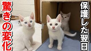 保護した翌日、子猫に驚きの変化が・・・