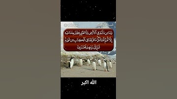 قران كريم راحه نفسيه #اكسبلور #صباحالخير #فولو #duet #دويتو #اكسبلورفولو