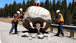 Animal Rescue Team Saves Moose Trapped Inside Solid Rock