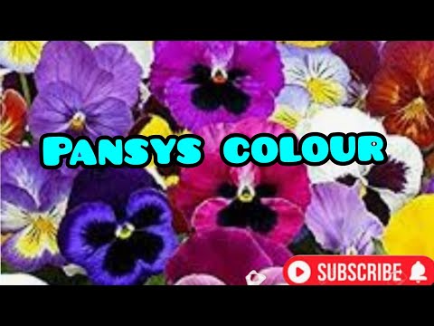 Βίντεο: Can You Grow Pansies In Winter - Μάθετε για το Pansy Cold Tolerance