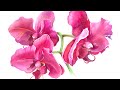 PINK ORCHIDS PAINTING 🌺  Botanical Watercolor on Winsor & Newton COLD Pressed Paper