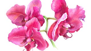 PINK ORCHIDS PAINTING 🌺  Botanical Watercolor on Winsor & Newton COLD Pressed Paper