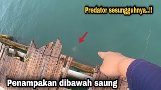 Download Lagu Subhanallah..!! Kalau Buntutnya Sebesar ini apalagi badannya MP3