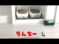 犯人は誰！？トイレの前でうんちをしちゃう理由が可愛すぎた！w【スコティッシュフォールド】-Cute cat pooping in front of the toilet