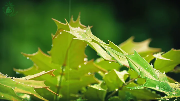 💧 Relaxing Atmosphere of Raindrops Falling on the Leaves of Plants to get to Sleep more Easily. - DayDayNews