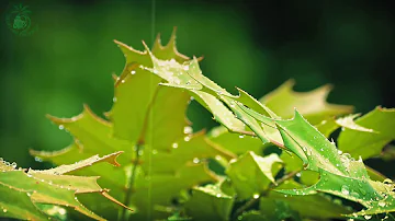 💧 Relaxing Atmosphere of Raindrops Falling on the Leaves of Plants to get to Sleep more Easily.