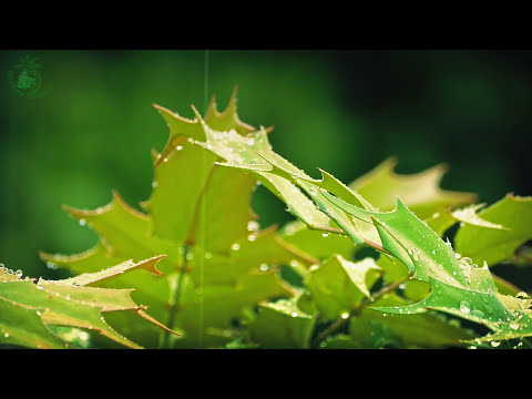 ? Relaxing Atmosphere of Raindrops Falling on the Leaves of Plants to get to Sleep more Easily.