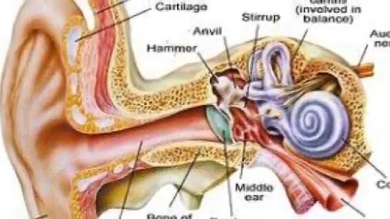 Почему закладывает уши и кружится голова. Строение уха заложенно. Заложило внутреннее ухо.