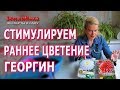 Георгины  Как заставить цвести георгины в начале лета. Супер способ. Подращивание георгинов.