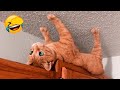 Funniest Animal Videos 2022 😁 - Funny Dogs And Cats Videos 🥰😺