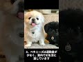 ペキニーズを飼うときのメリット4選 #shorts #dog #animals #pekingese