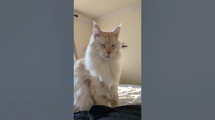 Video 10273001: mainecooncat mainecoons, coon mainecooncat