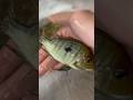 Adding 6 new fishes in my tank!!😍 #fish #exoticaquariumfish #aquarium #animalshorts #shorts #viral