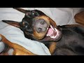Doberman's Unexpected Hilarious Moments That Will Make You Laugh!