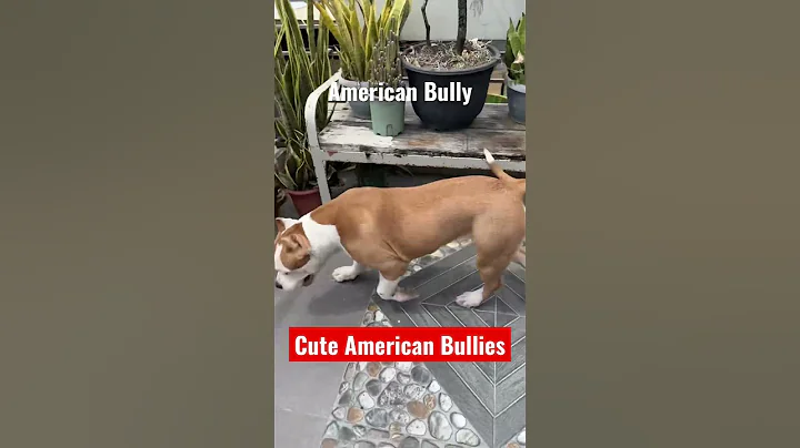 CUTE AMERICAN BULLIES 🥰🐶❤️ #dogs #short