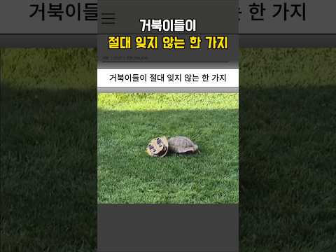 거북이들이 절대 잊지 않는 한 가지 thumbnail