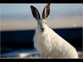 Jack Rabbit Hunt - Howa .223