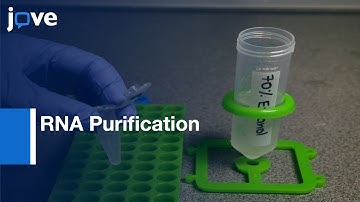 RNA Purification from Intracellularly Grown in Macrophage Cells | Protocol Preview