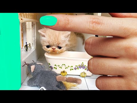 Full Story about the SMALLEST Rescued Kitten in the world! Building the most Amazing houses for Pets