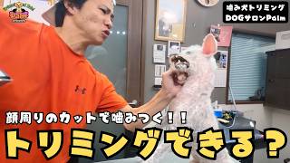 【初来店】小さい頃から噛み癖で他のサロンから断られてしまったトイプードルの噛み犬トリミング