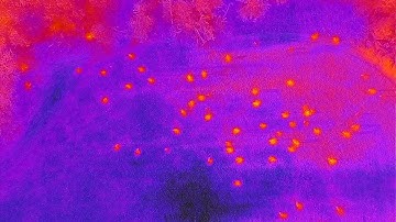 Field-testing the Parrot Anafi Thermal