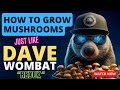 How to grow mushrooms just like dave wombat    the mycogeeky podcast