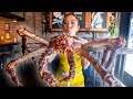 10 pound king crab turned into 3 gourmet meals by chef esther choi