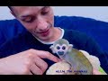 Baby monkey ollie excited to see daddy reunited