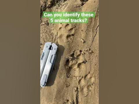 ANIMAL CHALLENGE - Can you identify these animal tracks? 🐾 Answers at