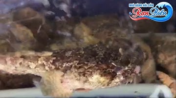 CÁ MAO ẾCH | HẢI SẢN RẠN BIỂN