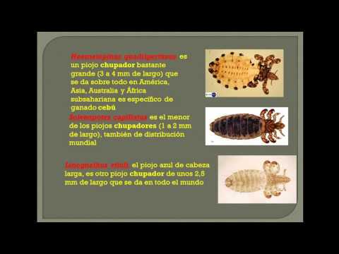 Video: ¿Cuál es la diferencia entre las pulgas de perro y los piojos?