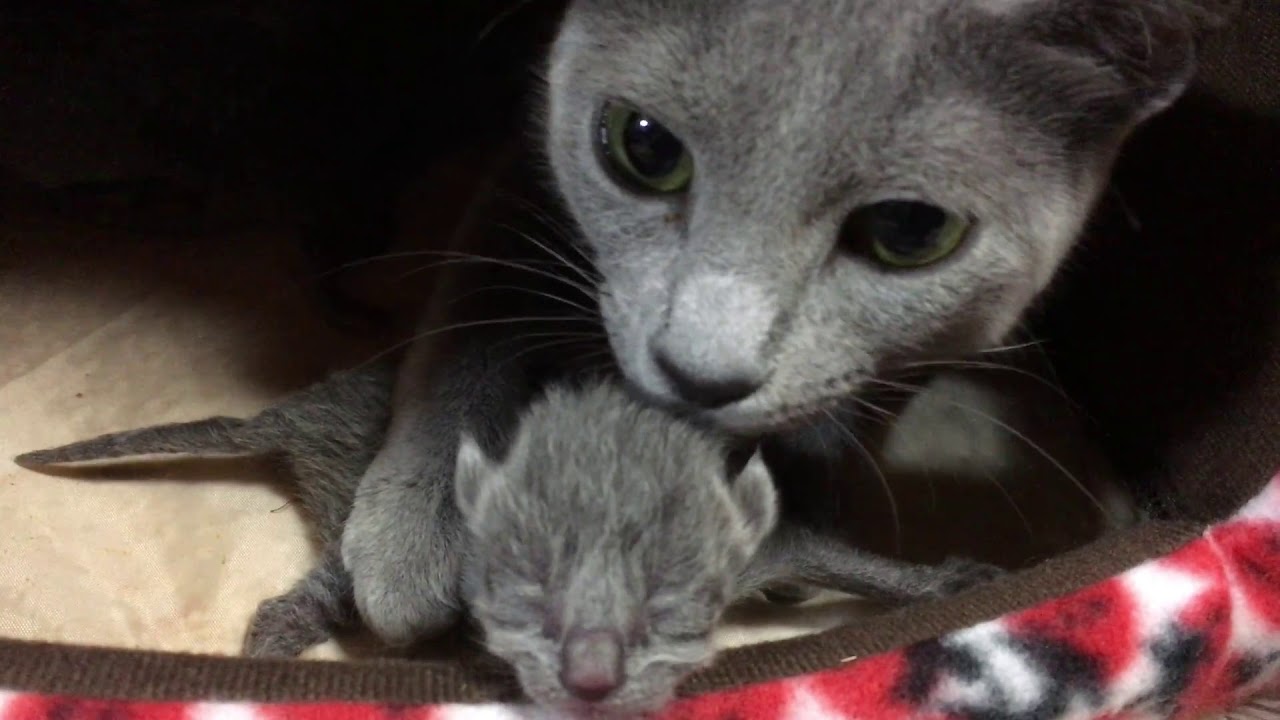 生まれたての子猫が可愛すぎて頬ずりする親猫こむぎ ロシアンブルー Youtube