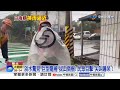 白海豚狂風"掀翻圍籬.機車"多人傷! 淡水驚見巨龍捲!│中視新聞 20260808