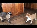 Dog and cat became the best friendsshiba inu and siamese cat part 1  1