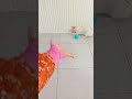 kitten play with marble 🐈#cat #marblesrace #marble #funny  #marblerun  #reversevideos_ #kitten