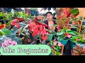 MI COLECCION DE BEGONIAS / Begonias cuidados básicos Y 4 tipos de begonias