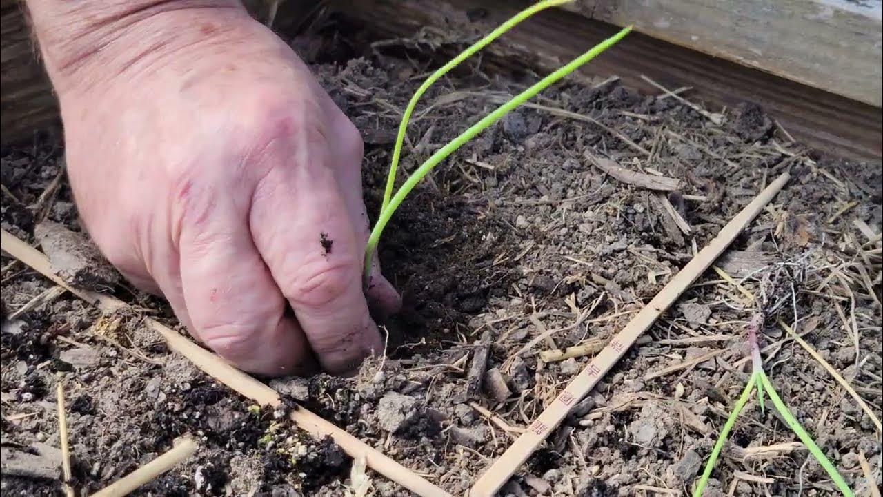 Planting onion plants in a square foot spacing YouTube