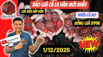 Shop Lên thêm Cá La Hán Đẹp Dòng Châu Đỏ F3 & Kim Hoa | Giao Lưu, Sưu Tầm Cho Anh Em Đam Mê Cá Cảnh