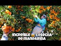 HERMOSO HUERTO DE MANDARINA TANGO / AMAZING TANGERINE HARVEST