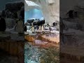 SeaWorld Penguins Having Fun