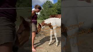 Foal handeling part 1… first time foal-mom. 🧡