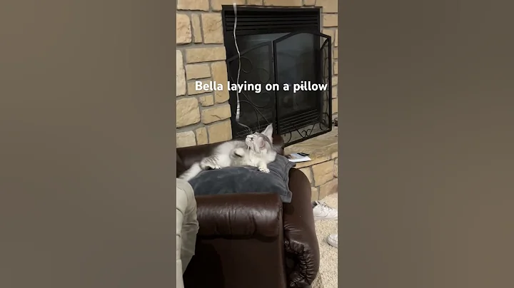 Watch the video about Bella laying on a pillow #cat #cute #funny #cutecat #kitten #mainecoon #BellaTheMaineCoon