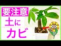 【観葉植物】意外?!この時期カビが発生する理由と対応・予防策について解説【パキラ編】