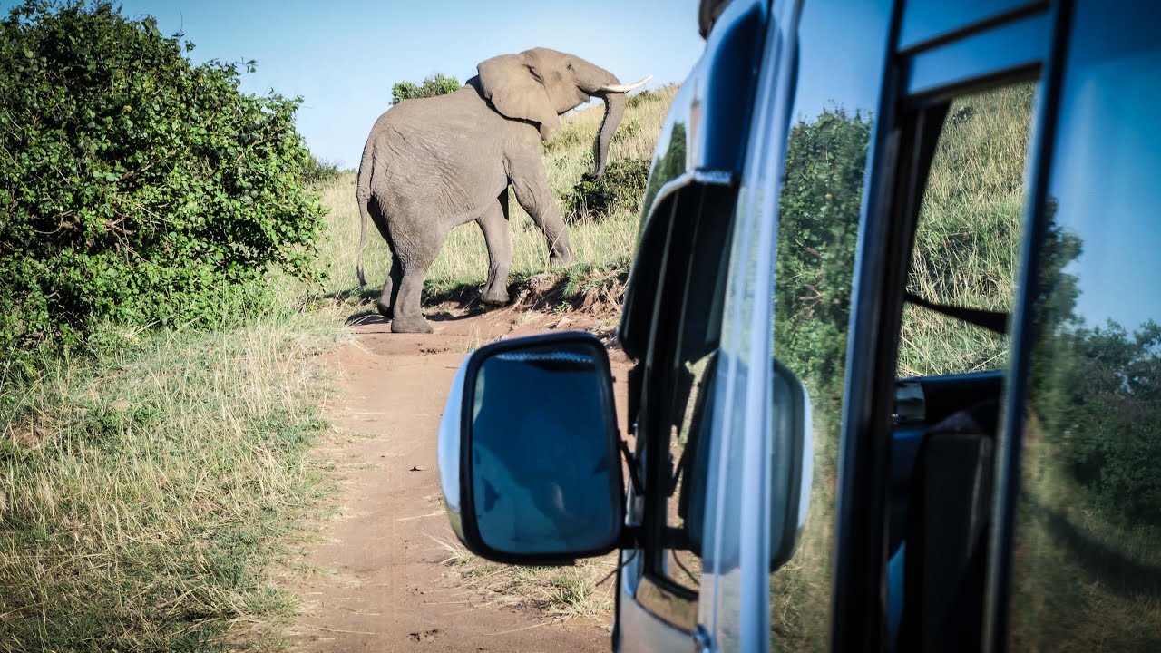 drive through safari gone wrong