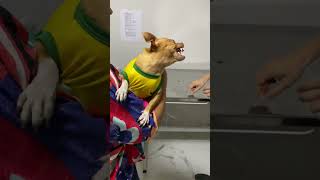 Dog Growls and Barks at the Vet While Taking an Injection