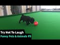 The funniest pet animals   try not to laugh  5