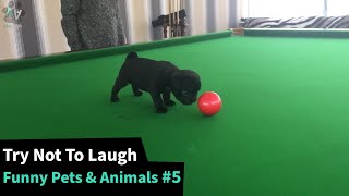 The Funniest Pet Animal Videos  - TRY NOT TO LAUGH 😂 #5