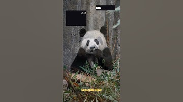 11 Most Amazing Facts about Giant Pandas #facts #fact #giantpanda      View full video @mindfoodness