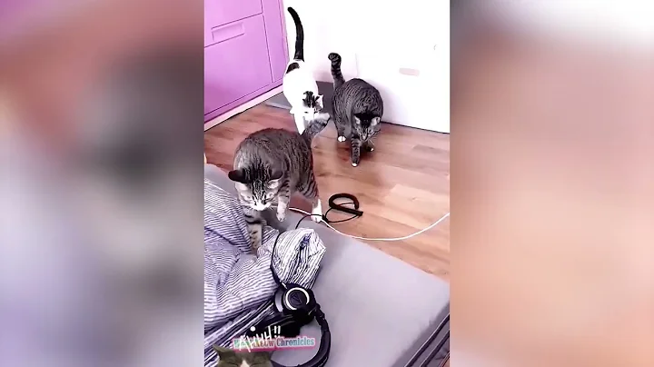 Watch the video about Funniest Cats Videos 🤣 - Funny Cat Compilation 😘